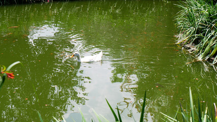 Ducks swimming in the pond