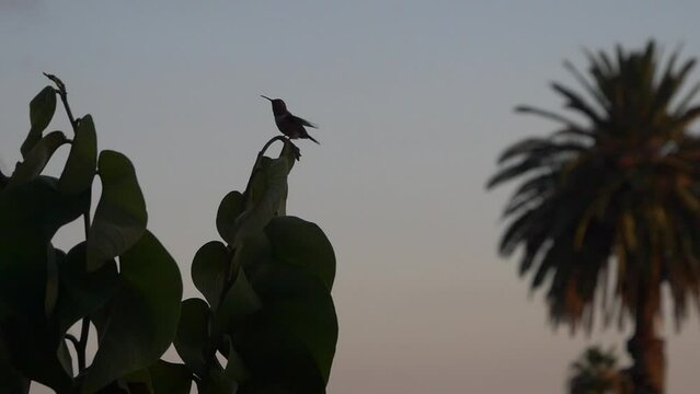 Hummingbird Flight SlowMotion 120 fps with Palm Tree Silhouette Background