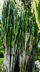 Obraz premium Large coboi cacti that are in the garden