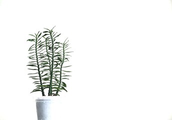 Plants isolated on white background, Euphorbia tithymaloides plants