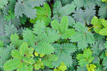 green legume perennial herb mimosa，Mimosa pudica 