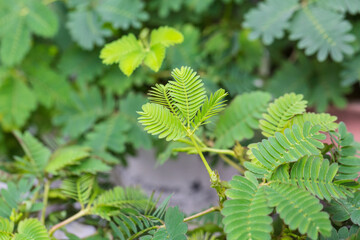 green legume perennial herb mimosa，Mimosa pudica 