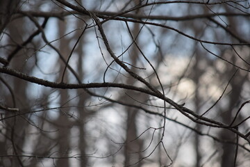 branches of a tree in winter
