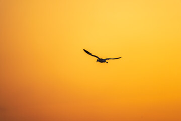 Fototapeta na wymiar Water bird pied avocet, lat. Recurvirostra avosetta, flies over the lake in orange sunset light. The pied avocet is a large black and white wader with long, upturned beak