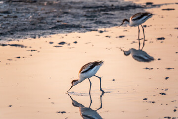 Water bird pied avocet, Recurvirostra avosetta, standing in the water in pink sunset light. The pied avocet is a large black and white wader with long, upturned beak