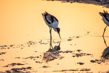 Water bird pied avocet, Recurvirostra avosetta, standing in the water in pink sunset light. The...