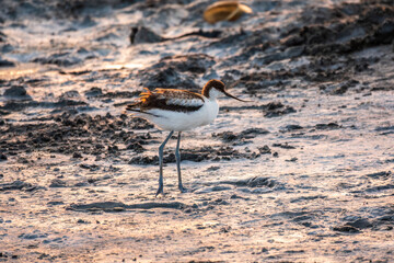 Water bird pied avocet, Recurvirostra avosetta, standing on salt lake shore in pink sunset light. The pied avocet is a large black and white wader with long, upturned beak