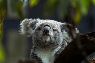 Fluffy, cute, koala bear Phascolarctos cinereus, in a eucalyptus tree