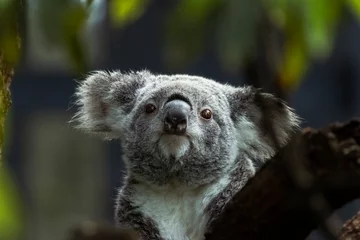 Fotobehang Fluffy, cute, koala bear Phascolarctos cinereus, in a eucalyptus tree © aeonWAVE
