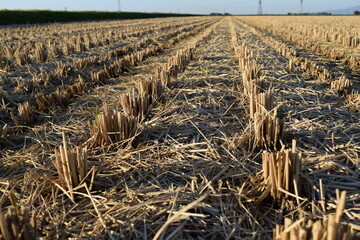 収穫後の稲株 秋の田園風景