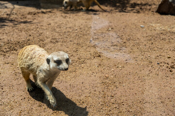 meerkat, Suricata suricatta, sitting on a stone resting, hairy animal, mexico