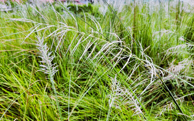 Kans grass , Saccharum spontaneum in the wind nature background. Durga Puja agomoni. beautiful...