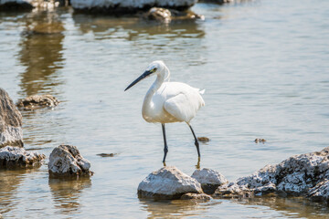 The small white heron or Little egret stands in the lake