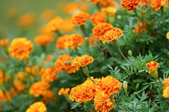 blooming vibrant yellow and orange French marigold (selective focus),Tagetes patula or the French marigold, a gardener favorite for brightly-colored flowers, outdoors plant as a large plot for beauty.
