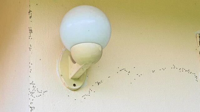 Group of Ants crawling on the wall. Ants are a common household pest that can cause damage to your house and be very annoying.
