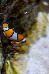 Clown Anemonefish, Amphiprion percula, swimming among the tentacles of its anemone home. Mexico