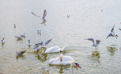 Flock of Seagulls, swims in the lake with wite swans.