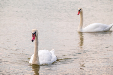Fototapeta premium Two Graceful white Swans swimming in the lake, swans in the wild
