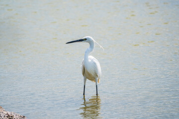 The small white heron or Little egret stands in the lake