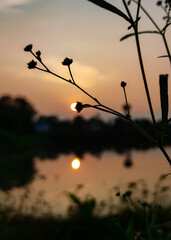sun look like a flower