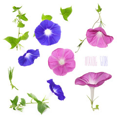  flower of Japanese morning glory on a white background