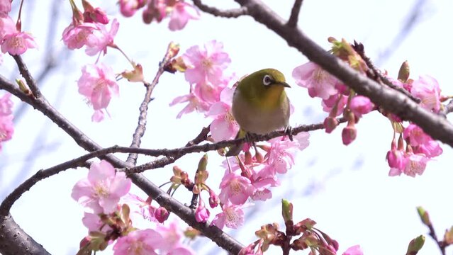 早咲きの桜の花蜜を食べるメジロ クローズアップ 4K
