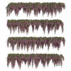 3d rendering of  Bougainvillea hanging isolated