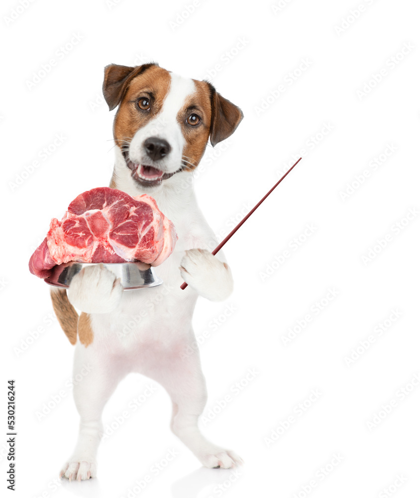 Poster jack russell terrier holds bowl of raw meat and points away on empty space. isolated on white backgr
