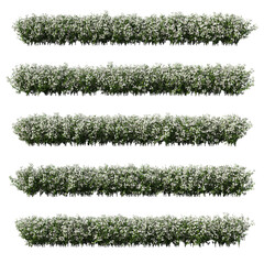 3d rendering of Bougainvillea isolated