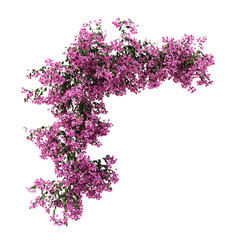 3d rendering of Bougainvillea creeping isolated - obrazy, fototapety, plakaty