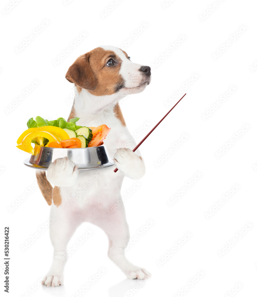 Poster jack russell terrier puppy holds bowl of vegetables and points away on empty space. isolated on whit