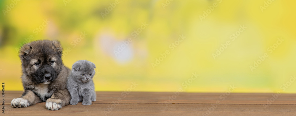 Aufkleber caucasian shepherd dog puppy and tiny kitten sit at summer park together. empty space for text
