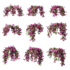 3d rendering of  Bougainvillea hanging isolated - obrazy, fototapety, plakaty