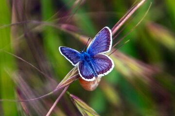 A small blue - brown beautiful butterfly sits in the grass in macro