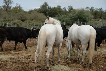 Obraz premium Beautiful white horses and black bulls in the natural environment. Horse's buttocks. Delta of the Rhone River. Camargue symbol. View from a tourist boat.