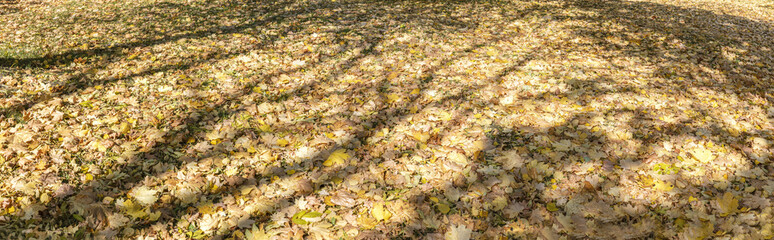 Obraz na płótnie Canvas fallen dry leaves on the ground. sunlight and trees shadows. autumn park in sunny day.