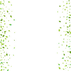 Leaves Green Falling Flying Foliage Leaf Tea Mint