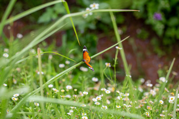 Close up photo of butterfly and blurred background.