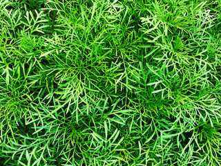 Green grass wall texture for backdrop design and eco wall and die-cut for artwork