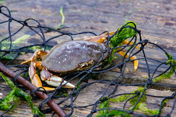 A crab sitting on a dock in Newport, Oregon