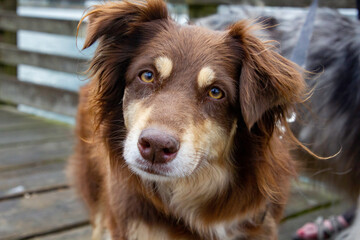A crab sitting on a dock in Newport, Oregon