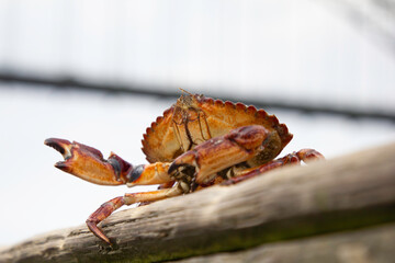 A crab sitting on a dock in Newport, Oregon