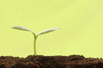 発芽したばかりの新芽 生命成長のイメージ1