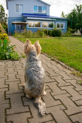 Yorkshire terrier sitting looking at the house