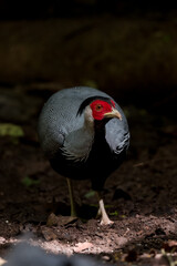 Siamese Fireback (Lophura diardi) The crest is similar to that of a paddle and is also blue. but from the nape to the back and wings are gray.