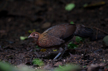 Red Junglefowl or Gallus gallus spadiceus, beautiful chicken was scratching for food on the ground in forest, Phetchaburi-Thailand.	