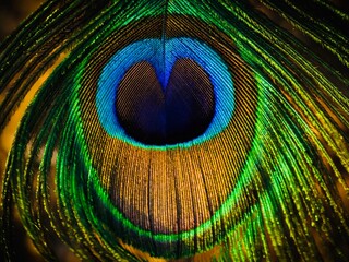 Peacock feather, peafowl feather, feather, abstract, art, design, natural, background, wallpaper....