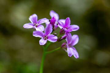 Fototapeta na wymiar Cardamine pentaphyllos flower in meadow 