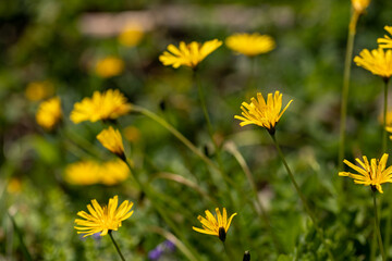 	
Aposeris foetida flower in meadow, close up