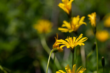 	
Aposeris foetida flower in meadow, close up